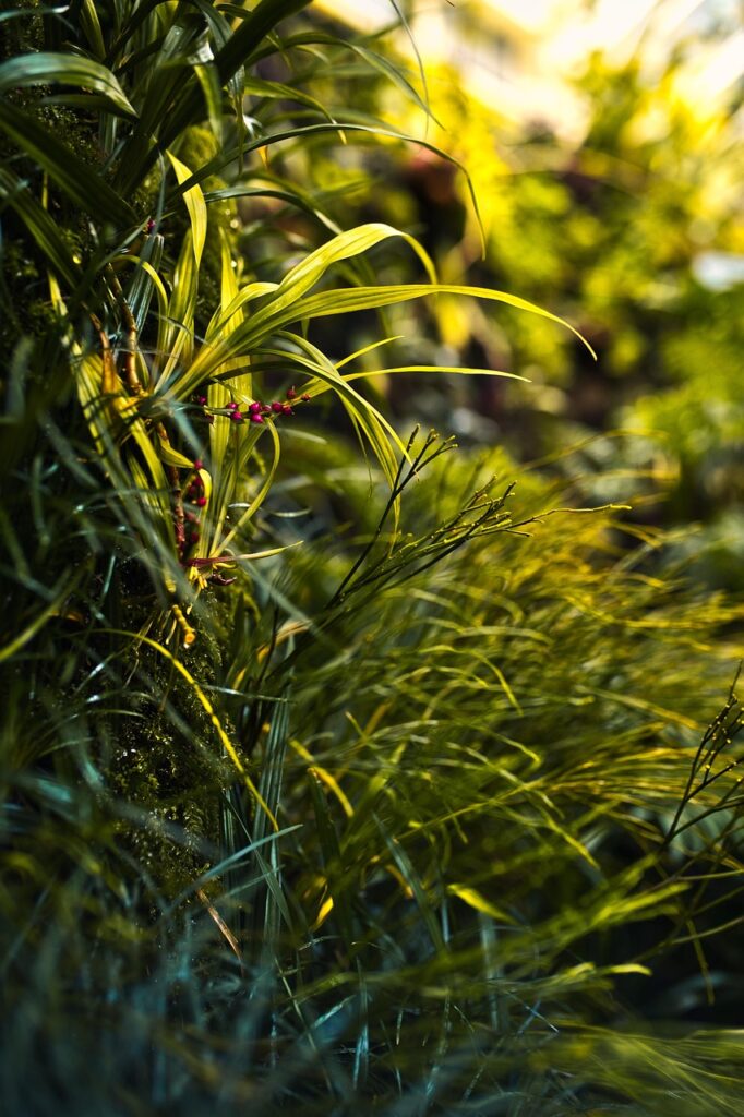 forest, nature, grass, land, lawn